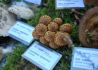 FOTO: 80 vrsta gljiva na izložbi u Pisarovini
