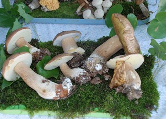 FOTO: 80 vrsta gljiva na izložbi u Pisarovini