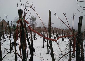 Krašićki vinari nazdravili Svetom Vinku