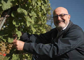 Diplomatska berba se vratila: Predsjednik Milanović i veleposlanici brali grožđe na Plešivici