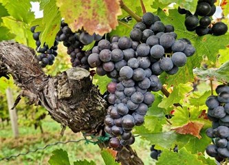 Počela berba grožđa na Plešivici: "Vrlo teška i zahtjevna godina za vinogradare"