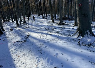 Tilčeki briljirali na Papuk Trail-u: Snijeg stvorio bajkovitu atmosferu