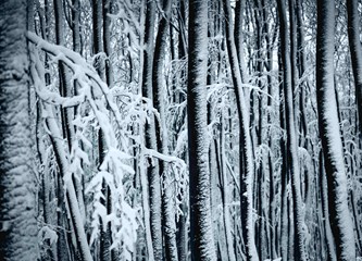 Japetić zimi - spoj netaknute prirode i planinarskog doživljaja